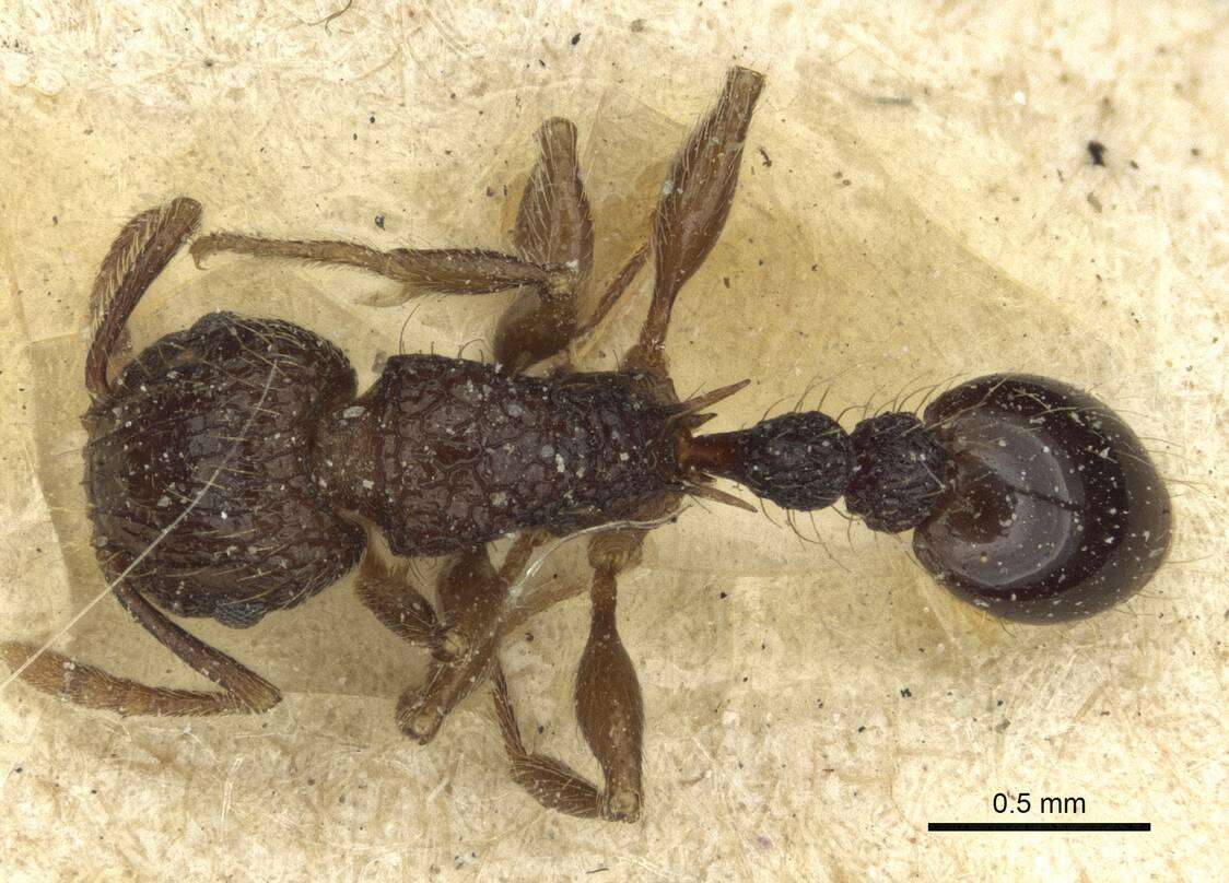 Image of Tetramorium validiusculum Emery 1897