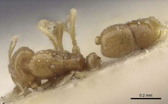 Image of Hypoponera pygmaea (Forel 1907)