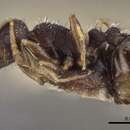 Image of <i>Tetramorium annectens</i> Pisarski