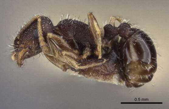 Image of <i>Tetramorium annectens</i> Pisarski