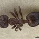 صورة Crematogaster afghanica Forel 1967