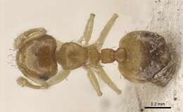 Image of Crematogaster biroi Mayr 1897