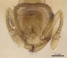 Image of Crematogaster biroi Mayr 1897