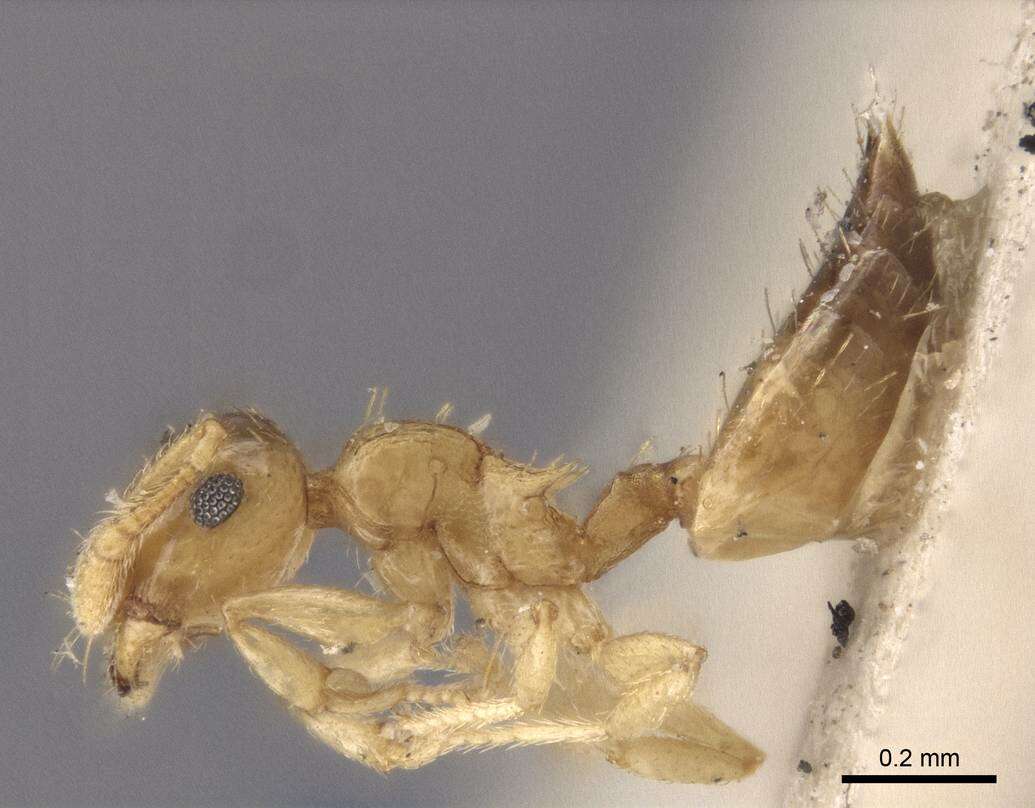 Image of Crematogaster biroi Mayr 1897