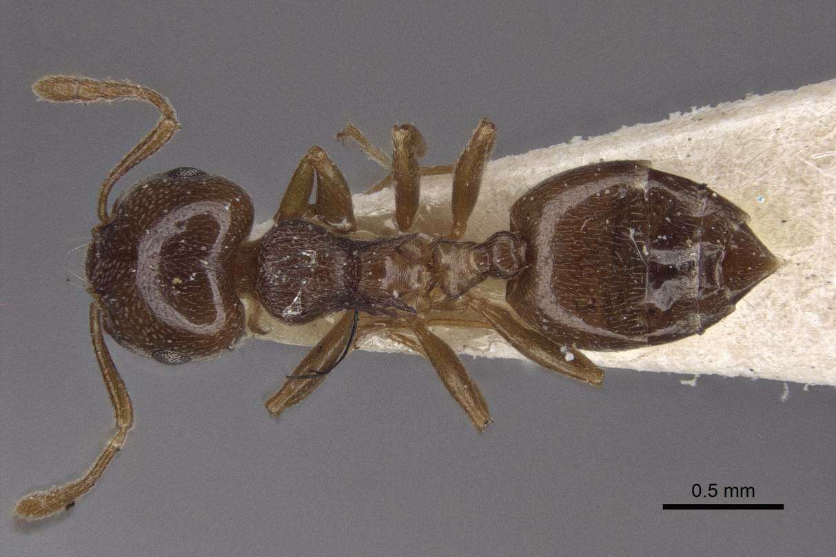 Image of Crematogaster luctans Forel 1907