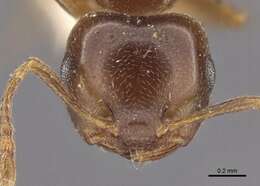 Image of Crematogaster luctans Forel 1907