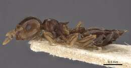 Image of Crematogaster luctans Forel 1907