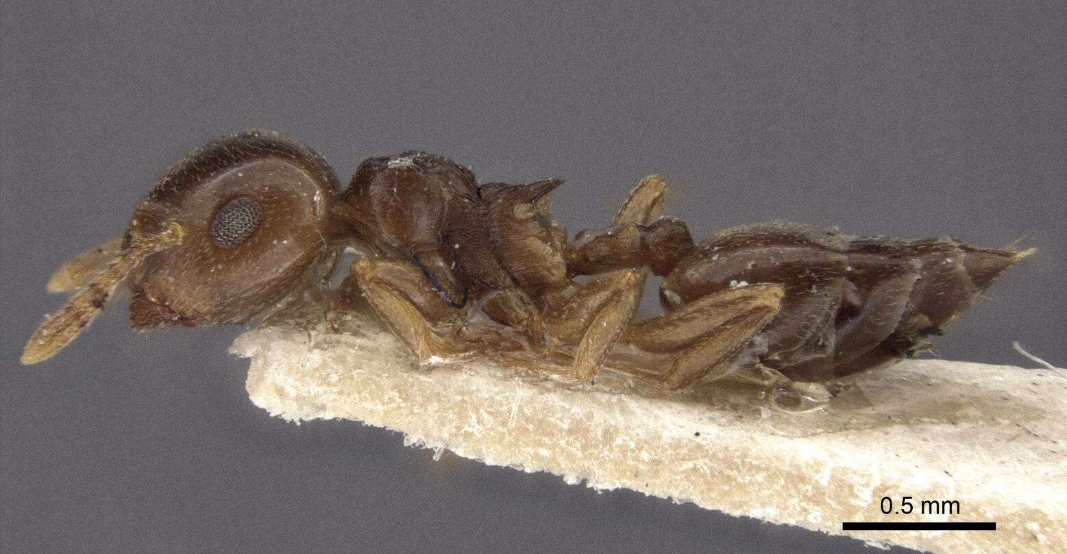 Image of Crematogaster luctans Forel 1907