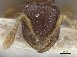 Image de Adelomyrmex