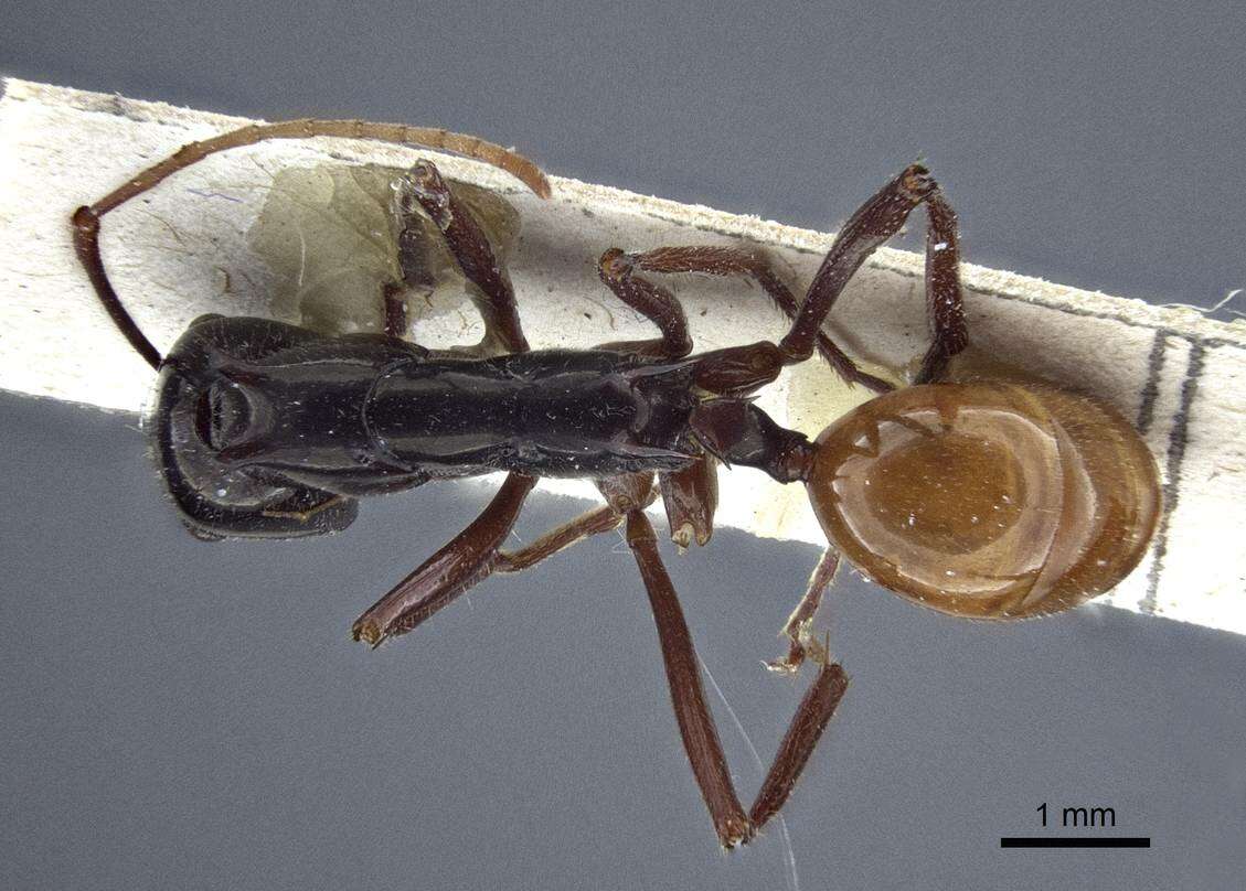 Image de Polyrhachis croceiventris Emery 1900