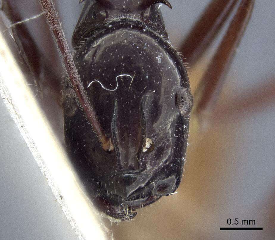 Image de Polyrhachis croceiventris Emery 1900