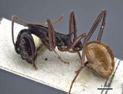 Image de Polyrhachis croceiventris Emery 1900