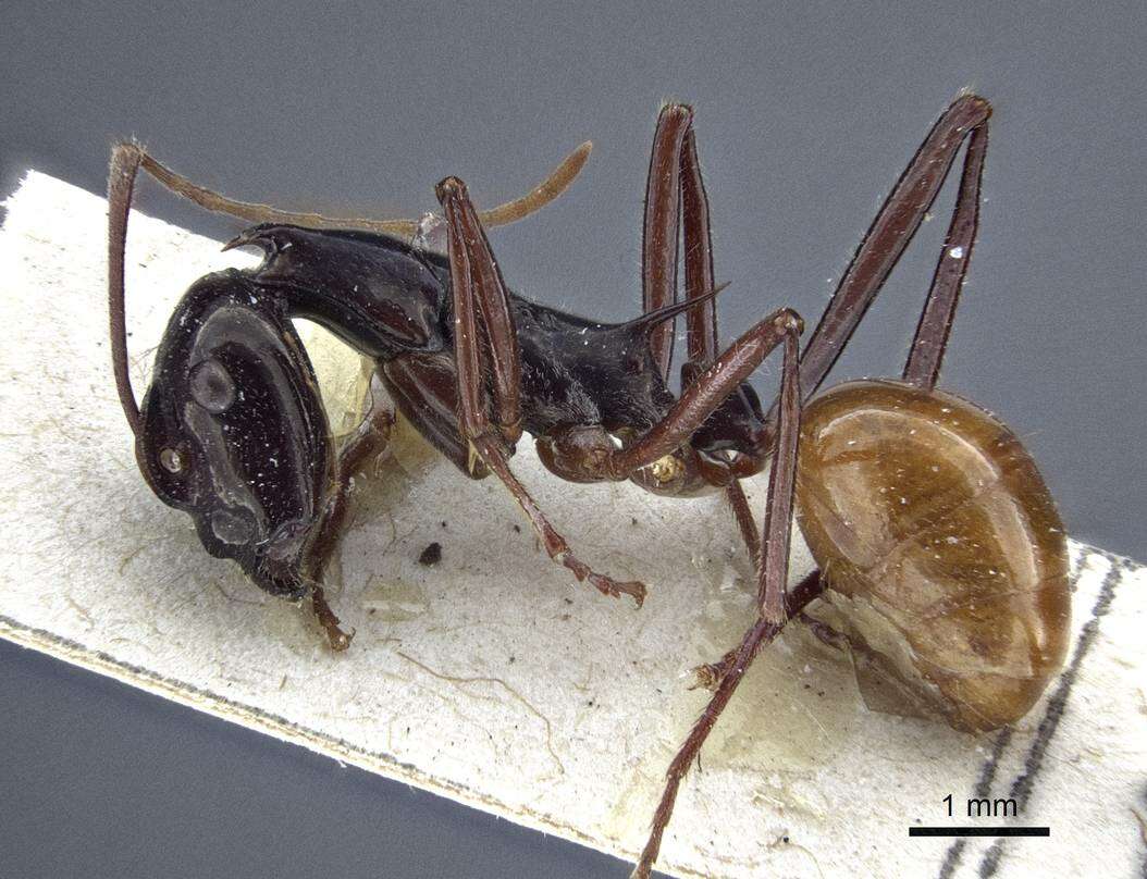 Image de Polyrhachis croceiventris Emery 1900