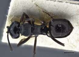 Image de Polyrhachis calliope Emery 1900