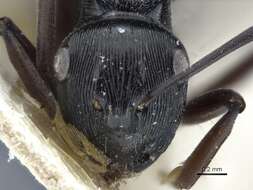 Image de Polyrhachis calliope Emery 1900