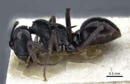 Image de Polyrhachis calliope Emery 1900