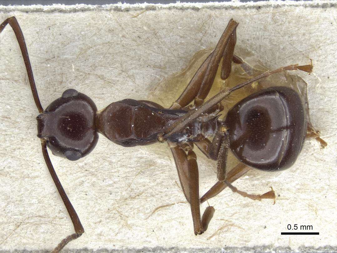 Image of Polyrhachis chartifex Emery 1900