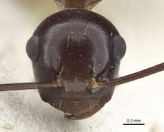 Image of Polyrhachis chartifex Emery 1900
