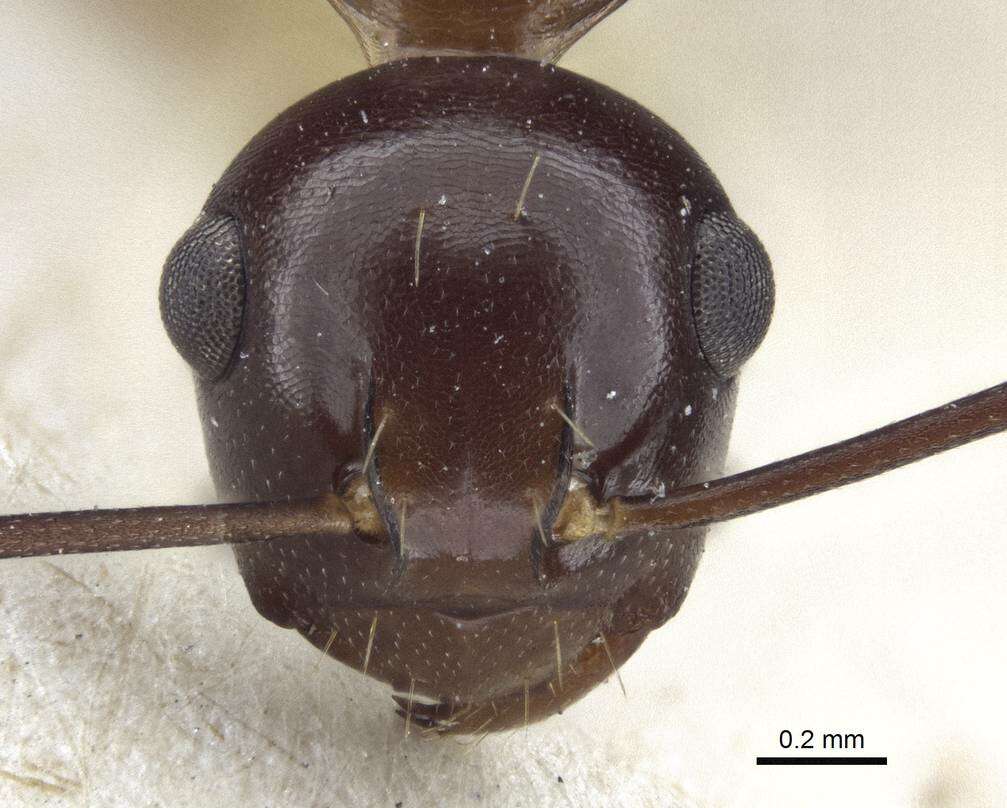 Image of Polyrhachis chartifex Emery 1900