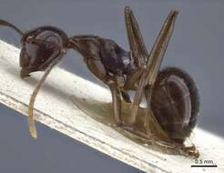 Image of Polyrhachis chartifex Emery 1900