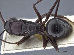 Image of Polyrhachis chartifex Emery 1900