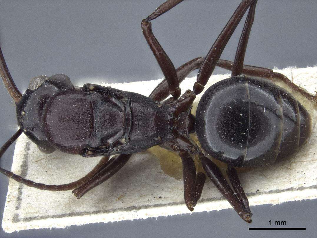 Image of Polyrhachis chartifex Emery 1900