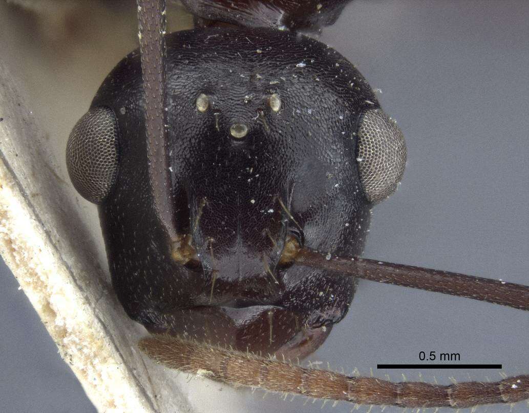 Image of Polyrhachis chartifex Emery 1900
