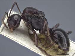 Image of Polyrhachis chartifex Emery 1900