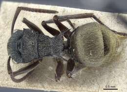 Image of Polyrhachis costulata