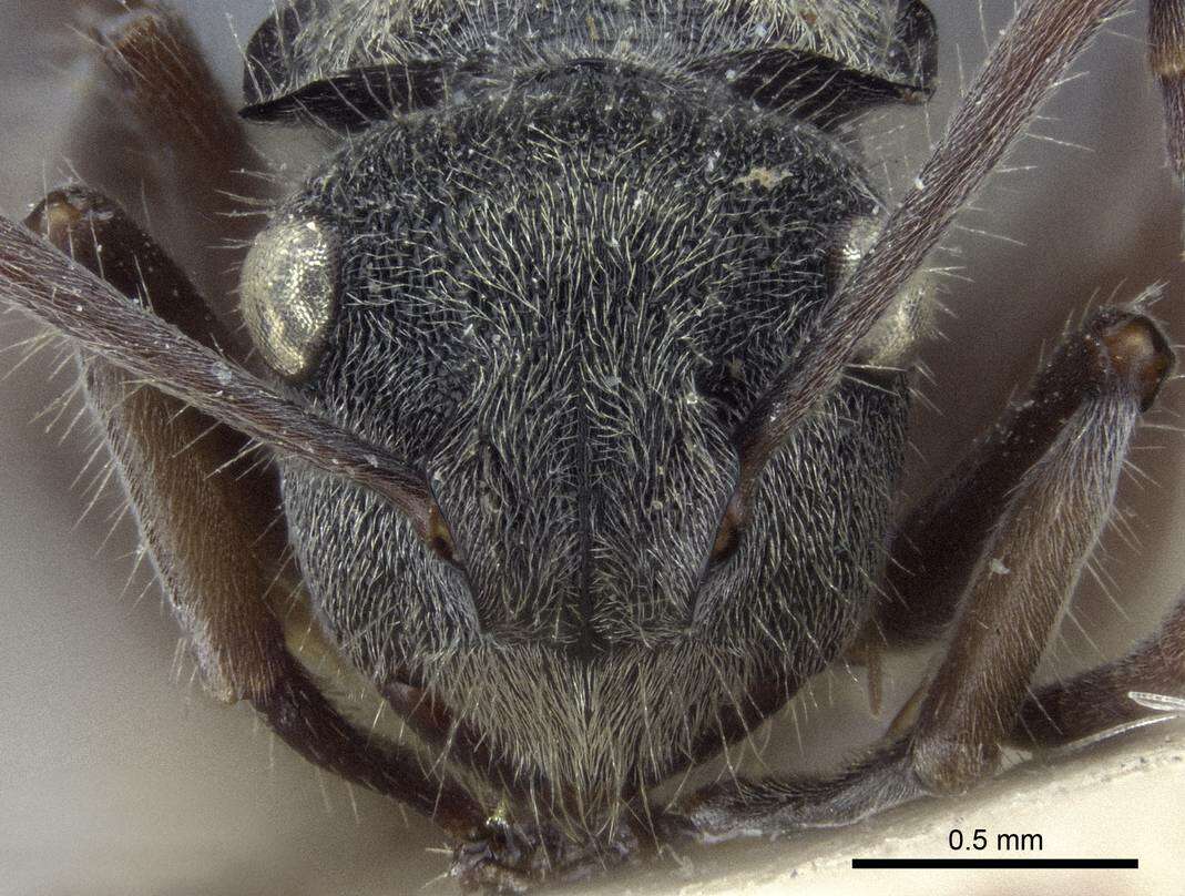 Image of Polyrhachis costulata