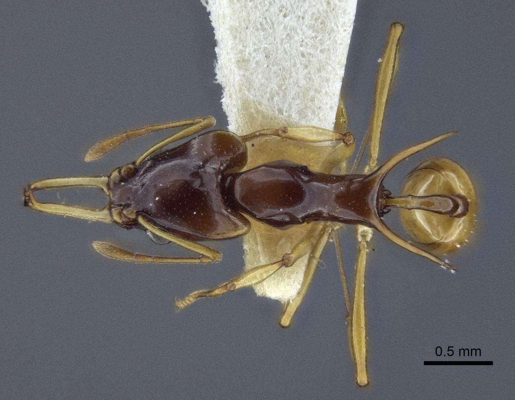 Image of Orectognathus szentivanyi (Brown 1958)