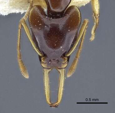 Image of Orectognathus szentivanyi (Brown 1958)