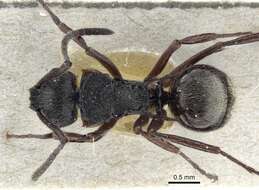 Image de Polyrhachis laciniata Emery 1900