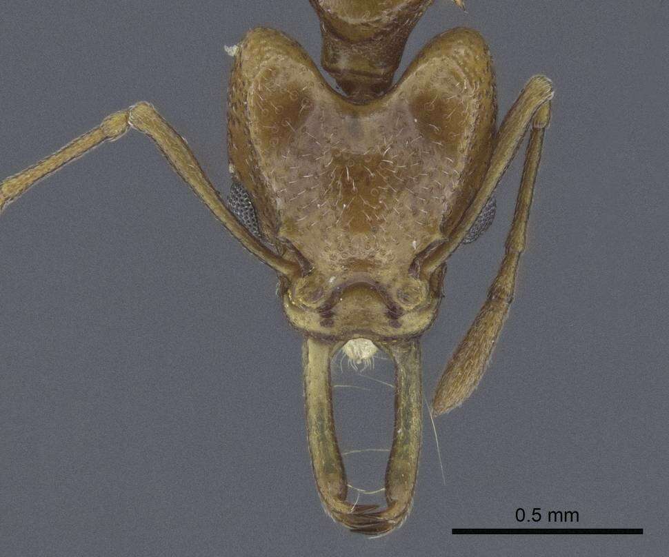 Image of Orectognathus nigriventris Mercovich 1958