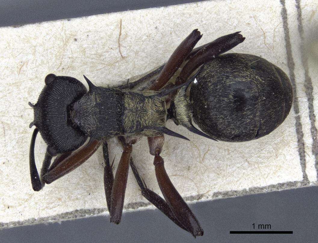 صورة Polyrhachis rufifemur Forel 1907