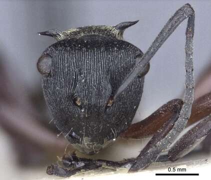 Image de Polyrhachis rufifemur Forel 1907