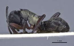 صورة Polyrhachis rufifemur Forel 1907