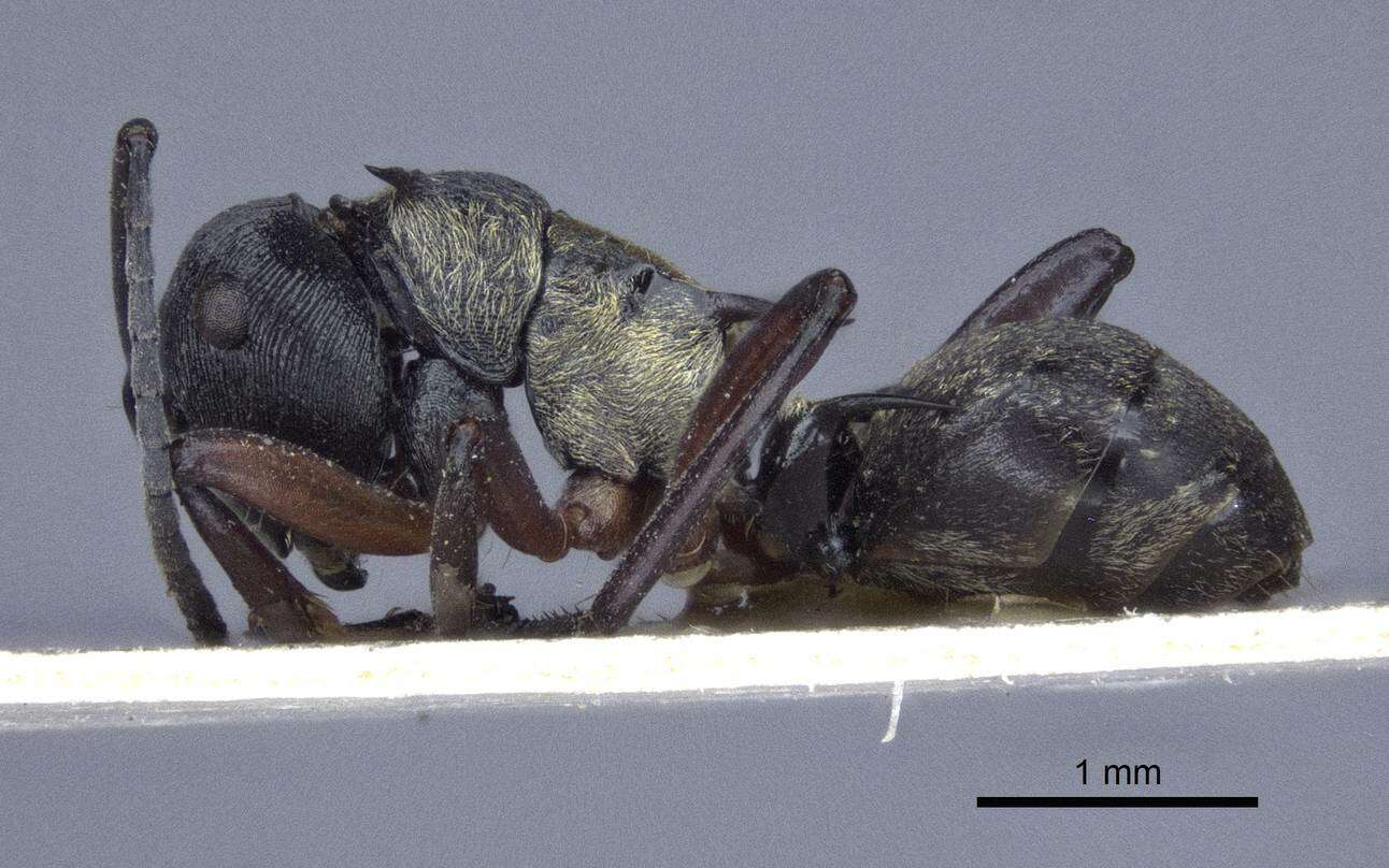 صورة Polyrhachis rufifemur Forel 1907