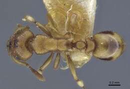Image of Colobostruma australis Brown 1959