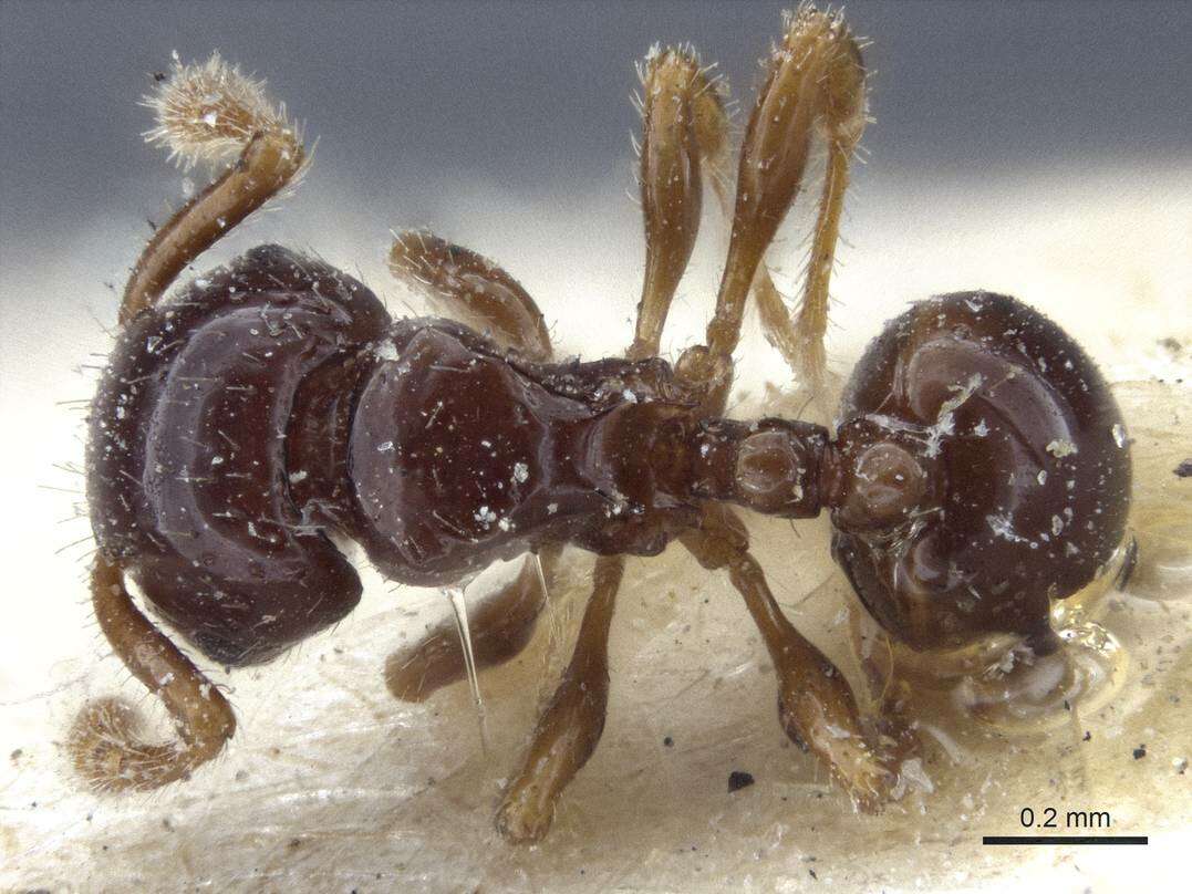 Image of Pristomyrmex levigatus Emery 1897