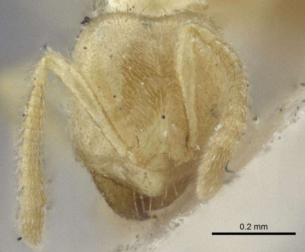 Image of Pseudolasius