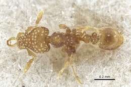 Image of Strumigenys emmae