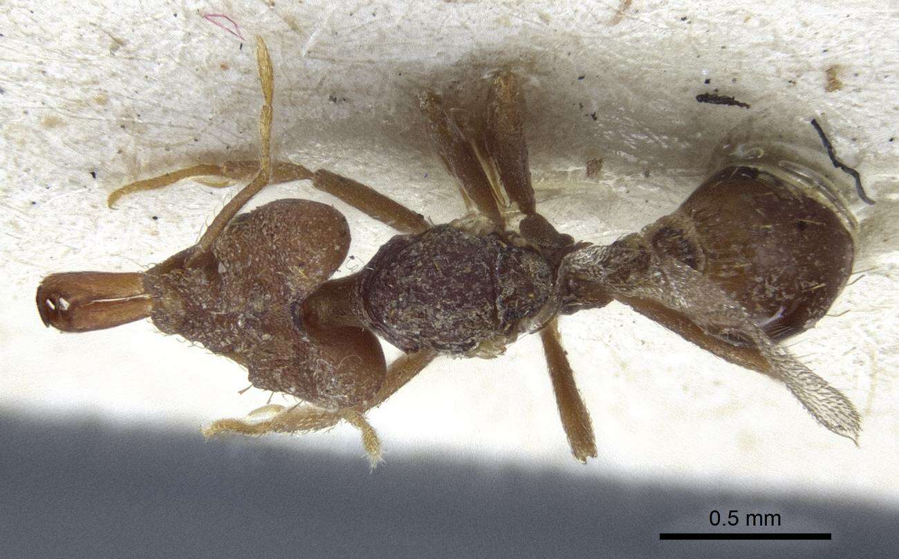 Image of Miniature Trap-jaw Ants