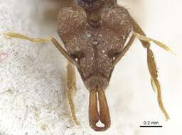 Image of Miniature Trap-jaw Ants