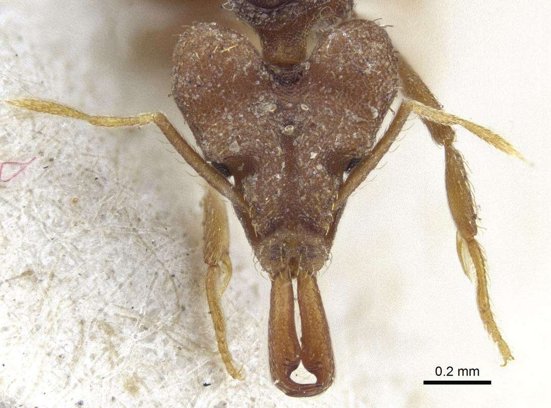 Image of Miniature Trap-jaw Ants