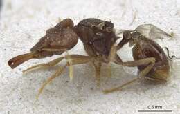 Image of Miniature Trap-jaw Ants