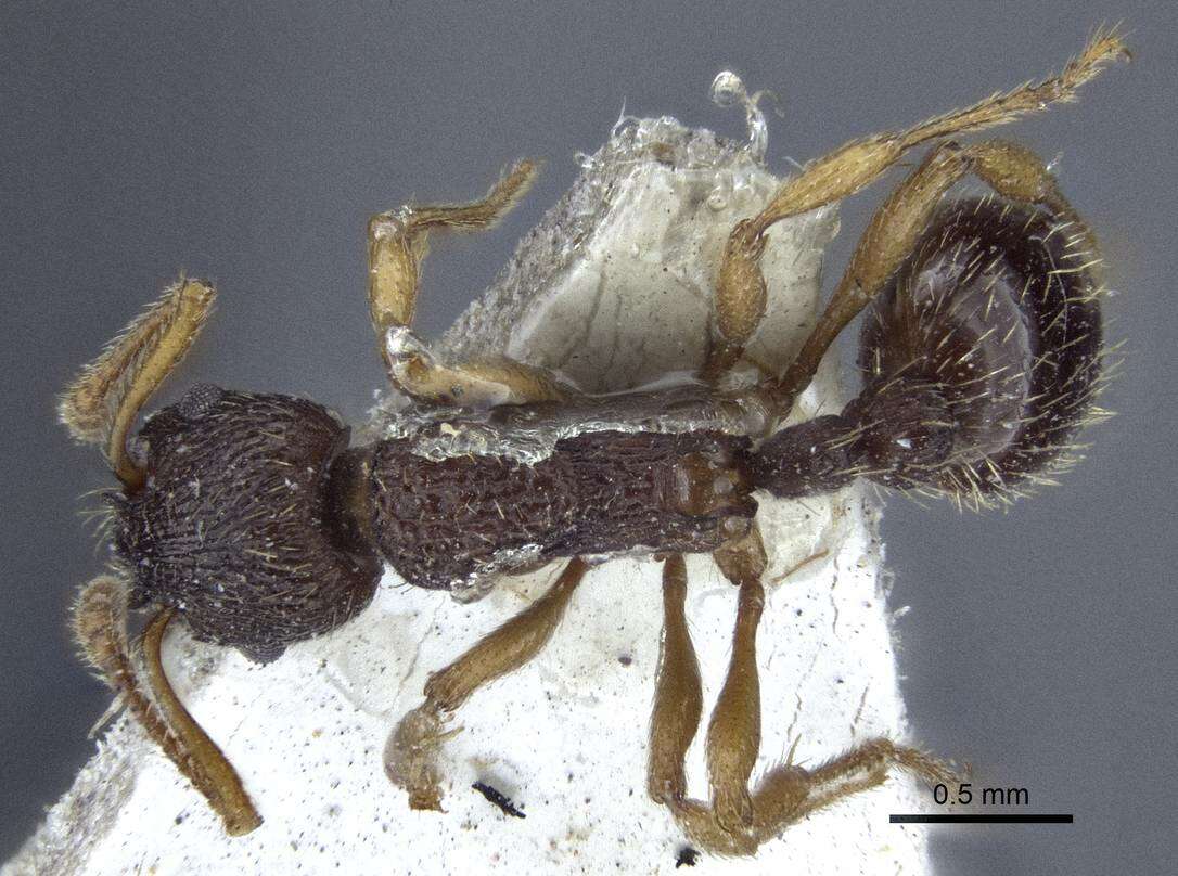 Image of Myrmica angulinodis Ruzsky 1905