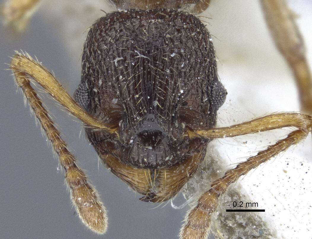 Image of Myrmica angulinodis Ruzsky 1905