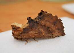 Image of Coxcomb Prominent