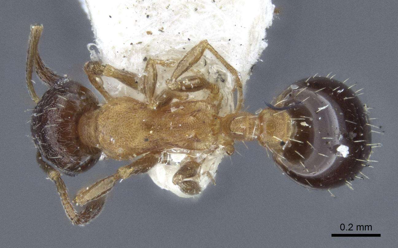 Image of <i>Temnothorax mongolicus</i>